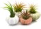 Sea Urchin and Airplant Assortment with 12 Sea Urchins and 12 Tillandsia Air Plants 1"-3"
